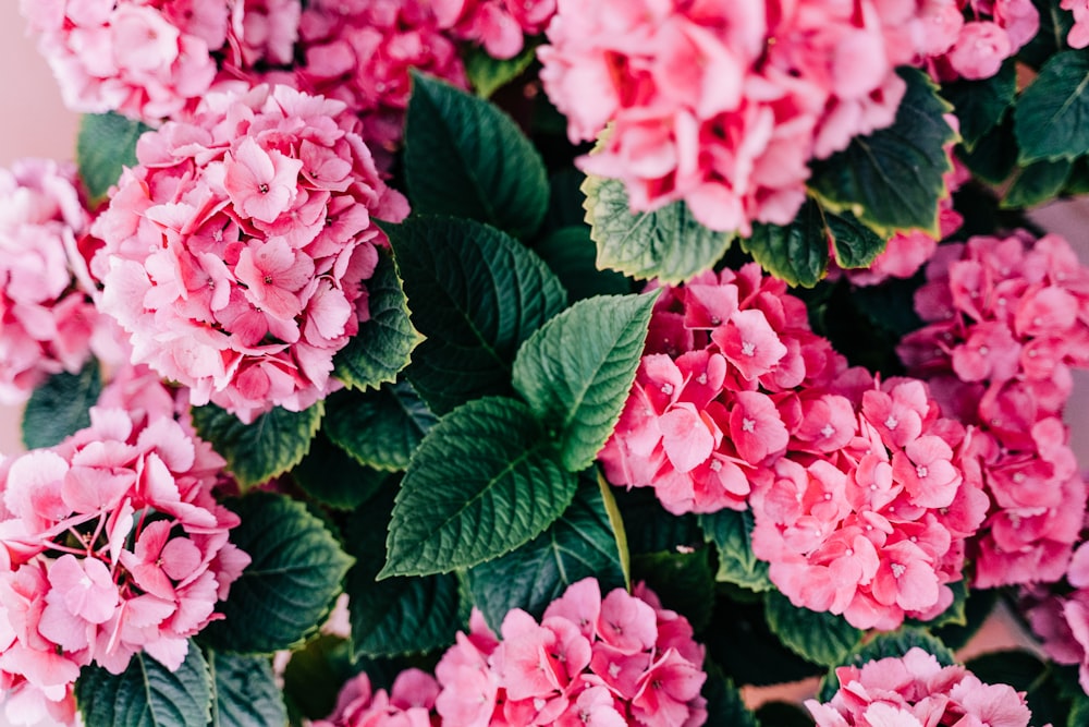 pink flowers with green leaves