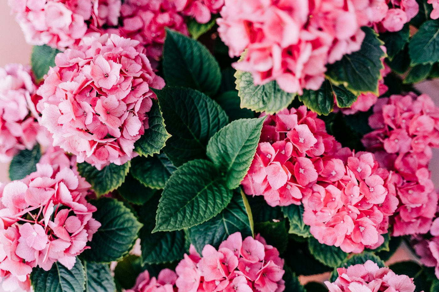 Pink hydrangea flowers with green leaves