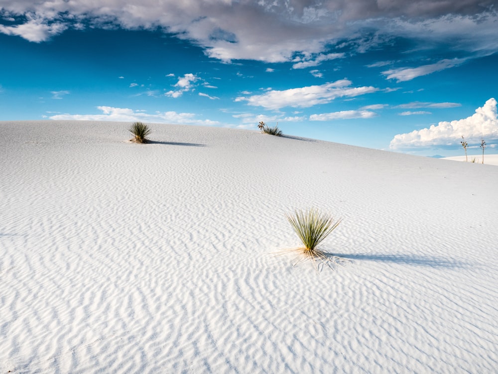 낮 동안 푸른 하늘 아래 하얀 모래에 녹색 식물