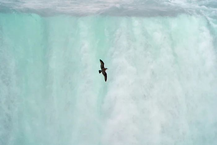 bird flying near waterfall