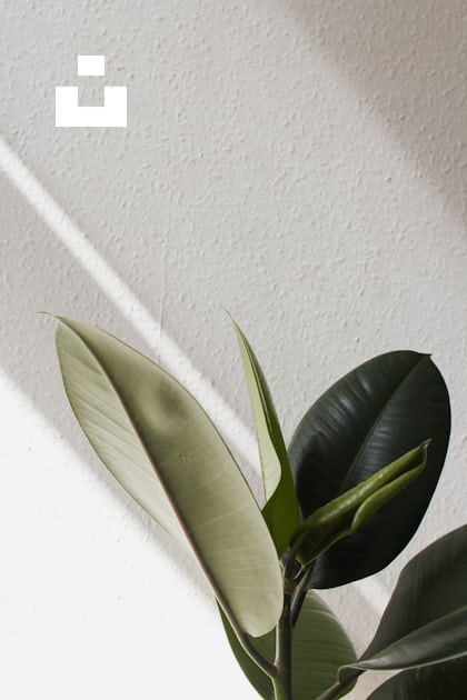 Green leaf plant beside white wall photo – Free Denmark Image on Unsplash