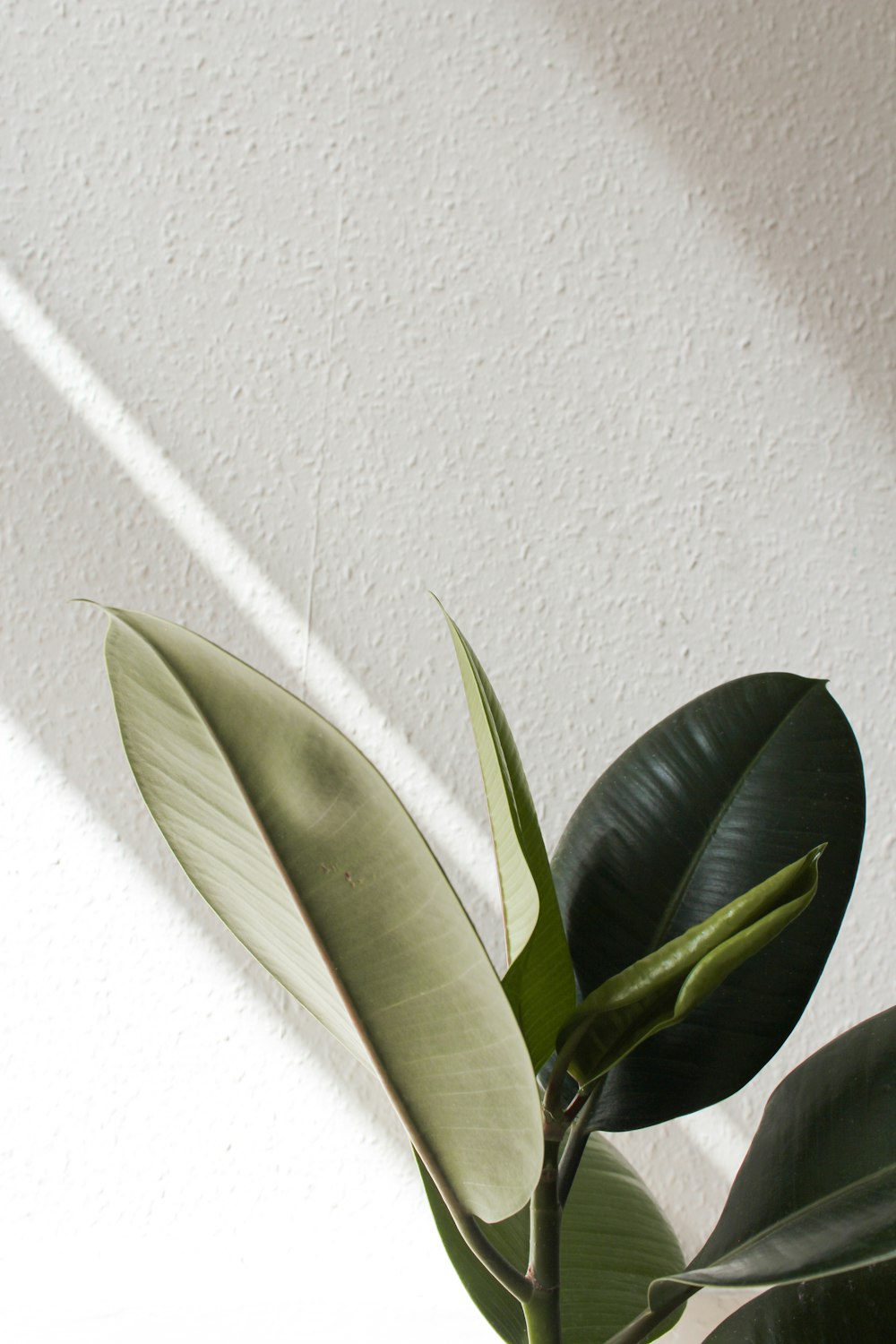 Planta de hoja verde junto a la pared blanca