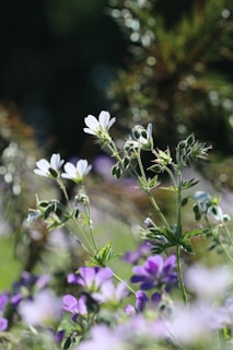 Delicate white and purple flowers with slender green stems stand out against a blurred, natural background, capturing the serene beauty of a garden in bloom.