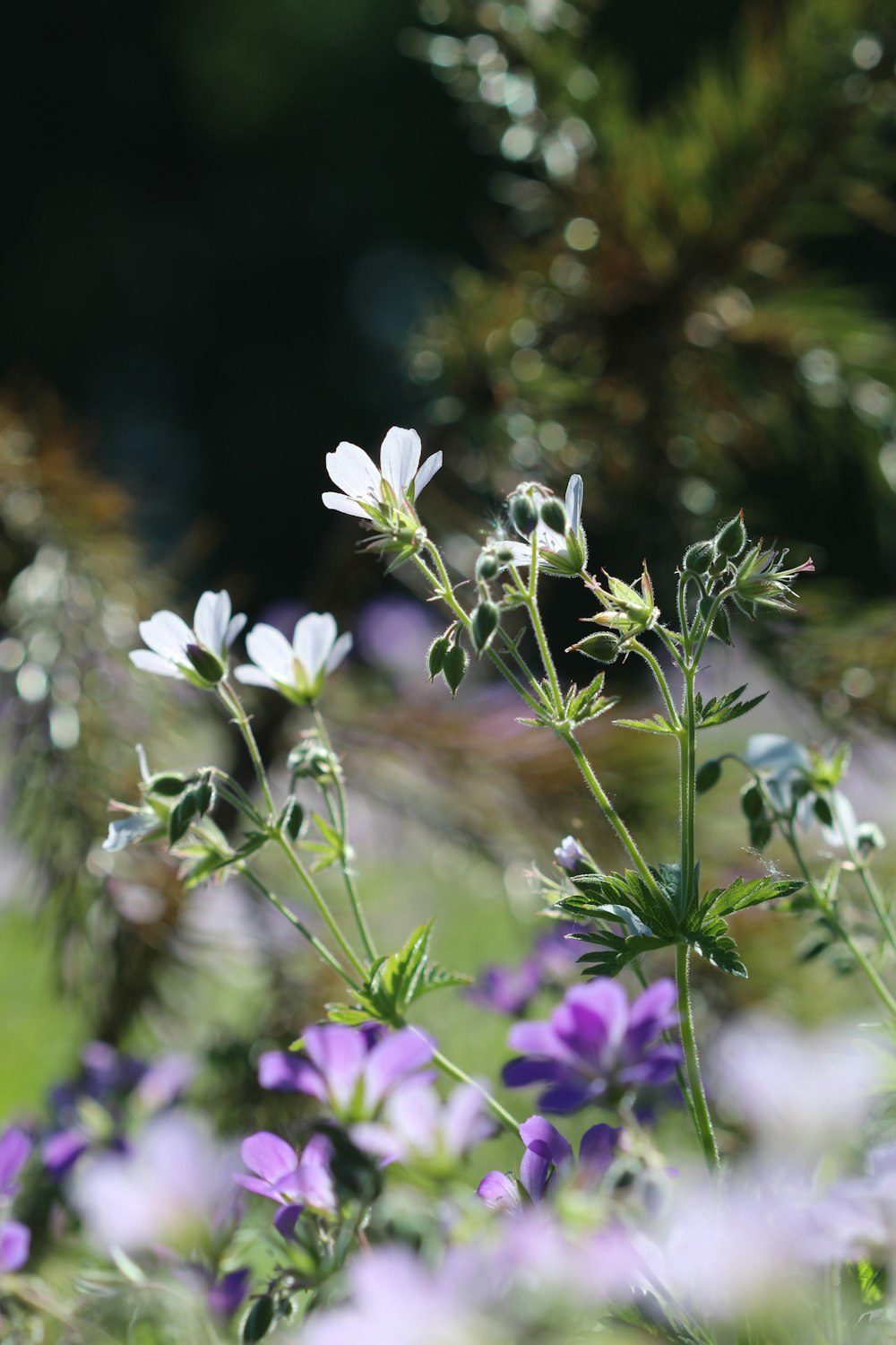 white and purple flowers in tilt shift lens