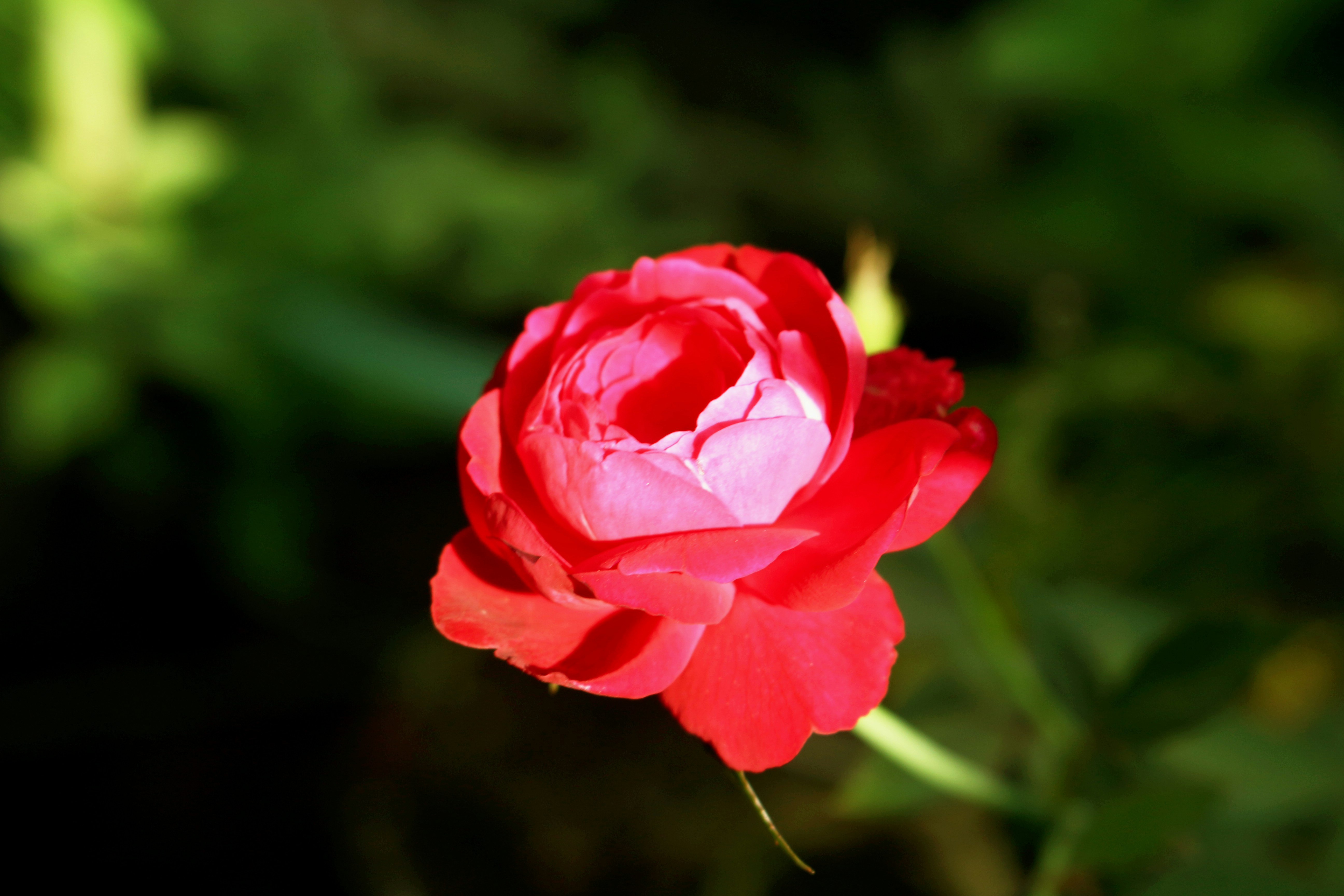 Photo by shakershamim156