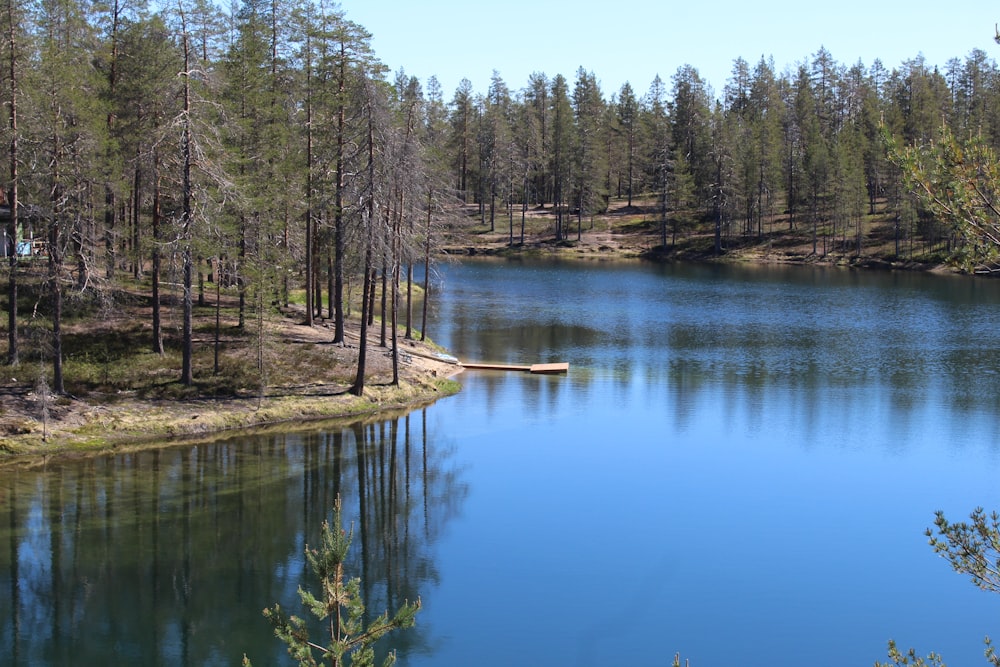 green trees beside body of water during daytime