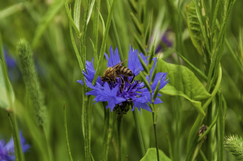blue flower with brown bee
