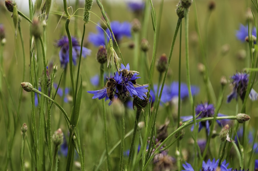 purple flower in tilt shift lens