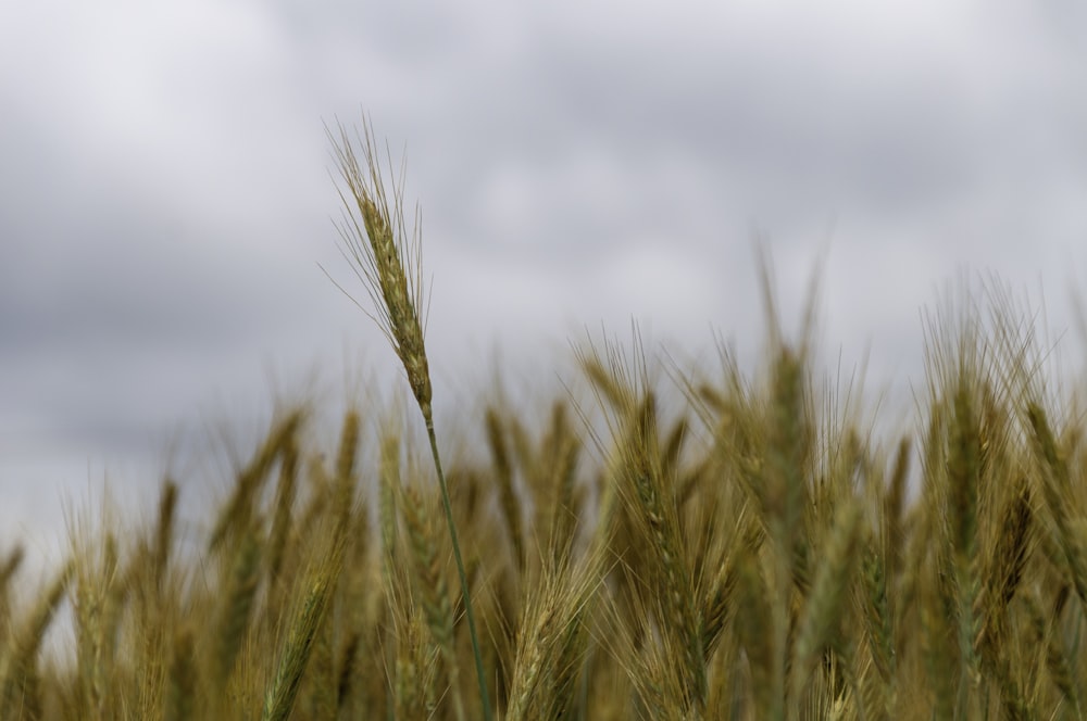 Campo de trigo marrón bajo el cielo nublado durante el día