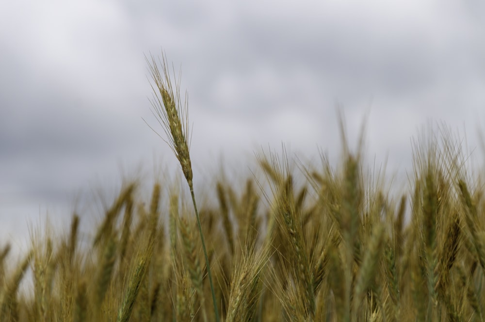 brown wheat field under cloudy sky during daytime