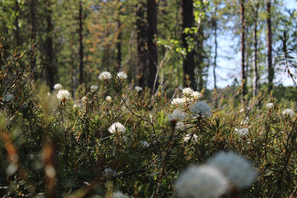 weiße Blüten auf grünem Gras tagsüber