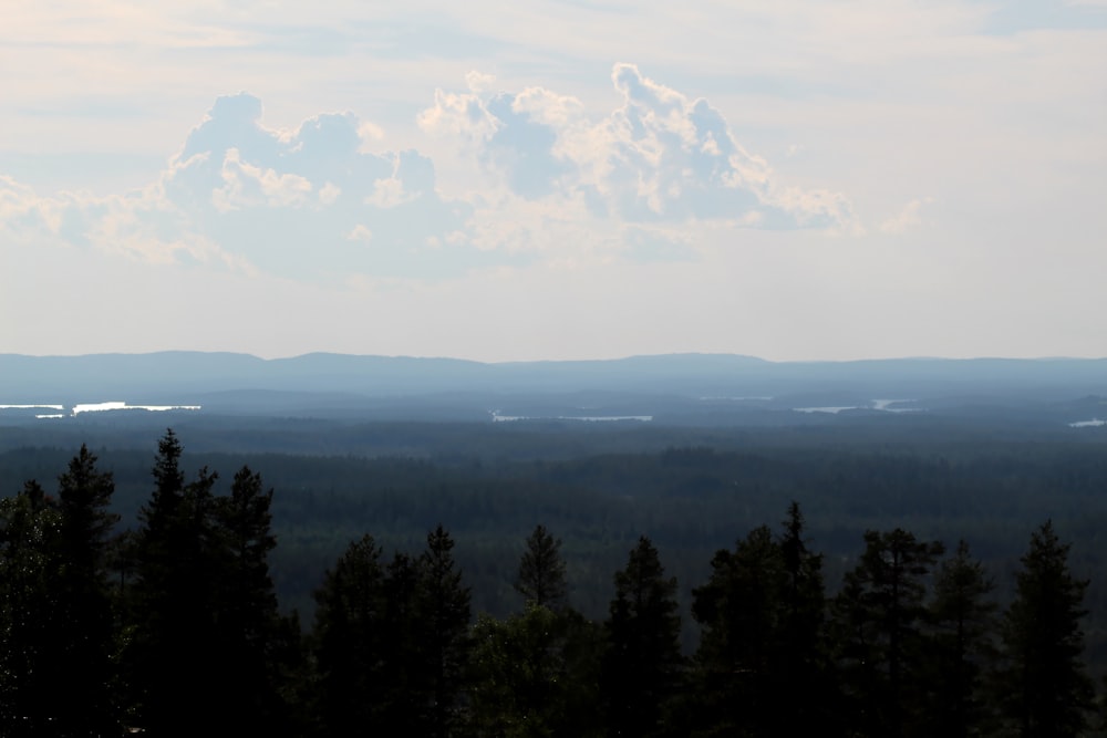 green trees under white clouds during daytime