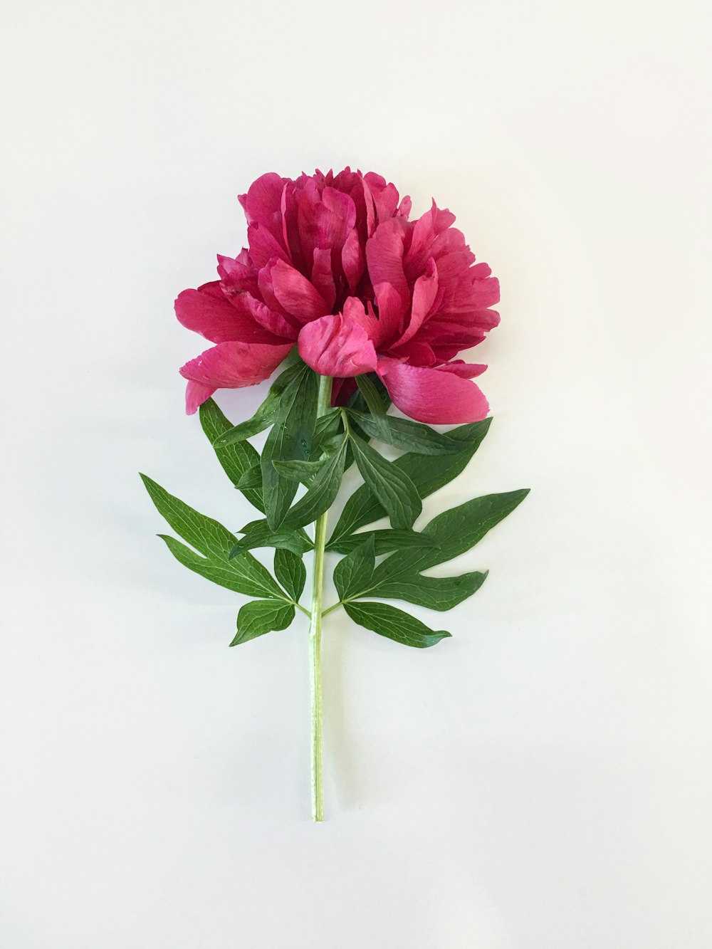 pink flower on white surface