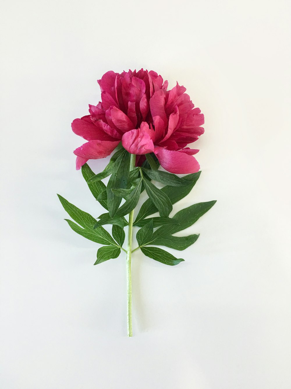 flor cor-de-rosa na superfície branca