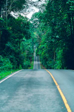 gray concrete road in between green trees during daytime