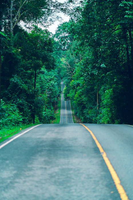 gray concrete road in between green trees during daytime