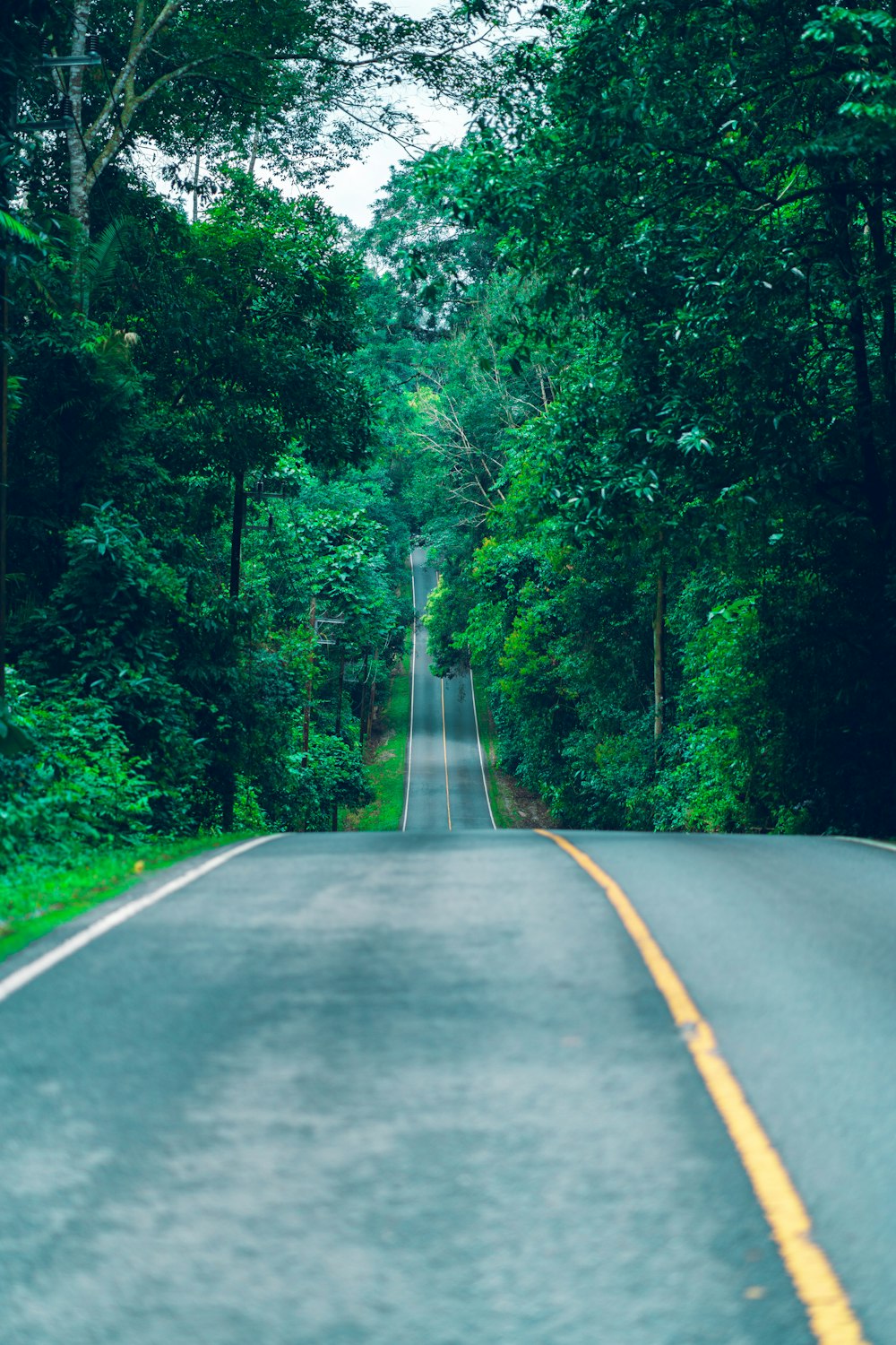 gray concrete road in between green trees during daytime