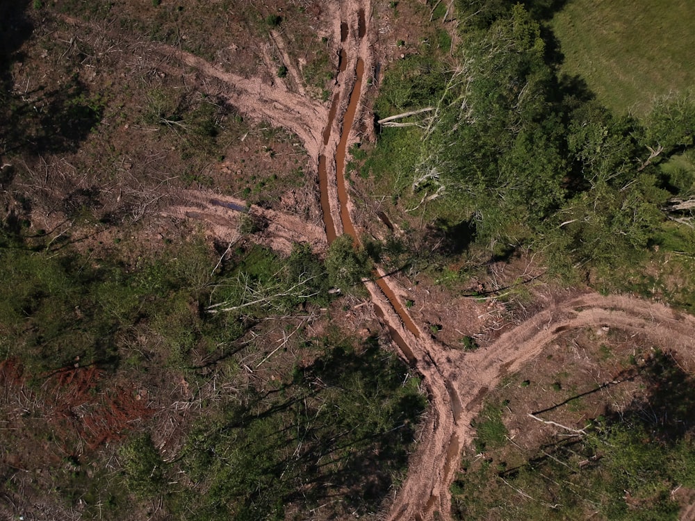 brown tree trunk on forest during daytime