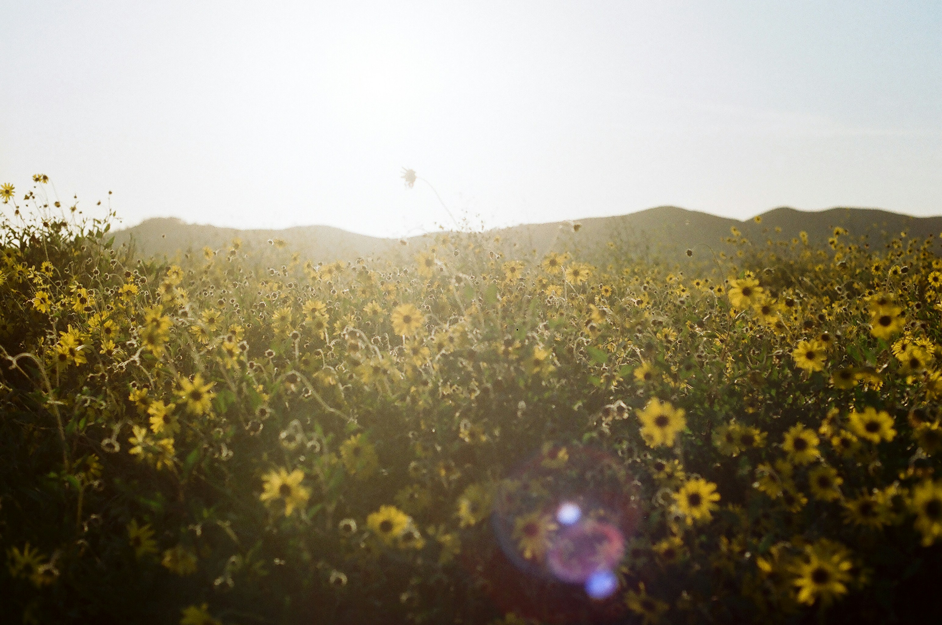 낮의 노란 꽃밭 사진 – Unsplash의 무료 꽃 이미지, image size:3000x1990