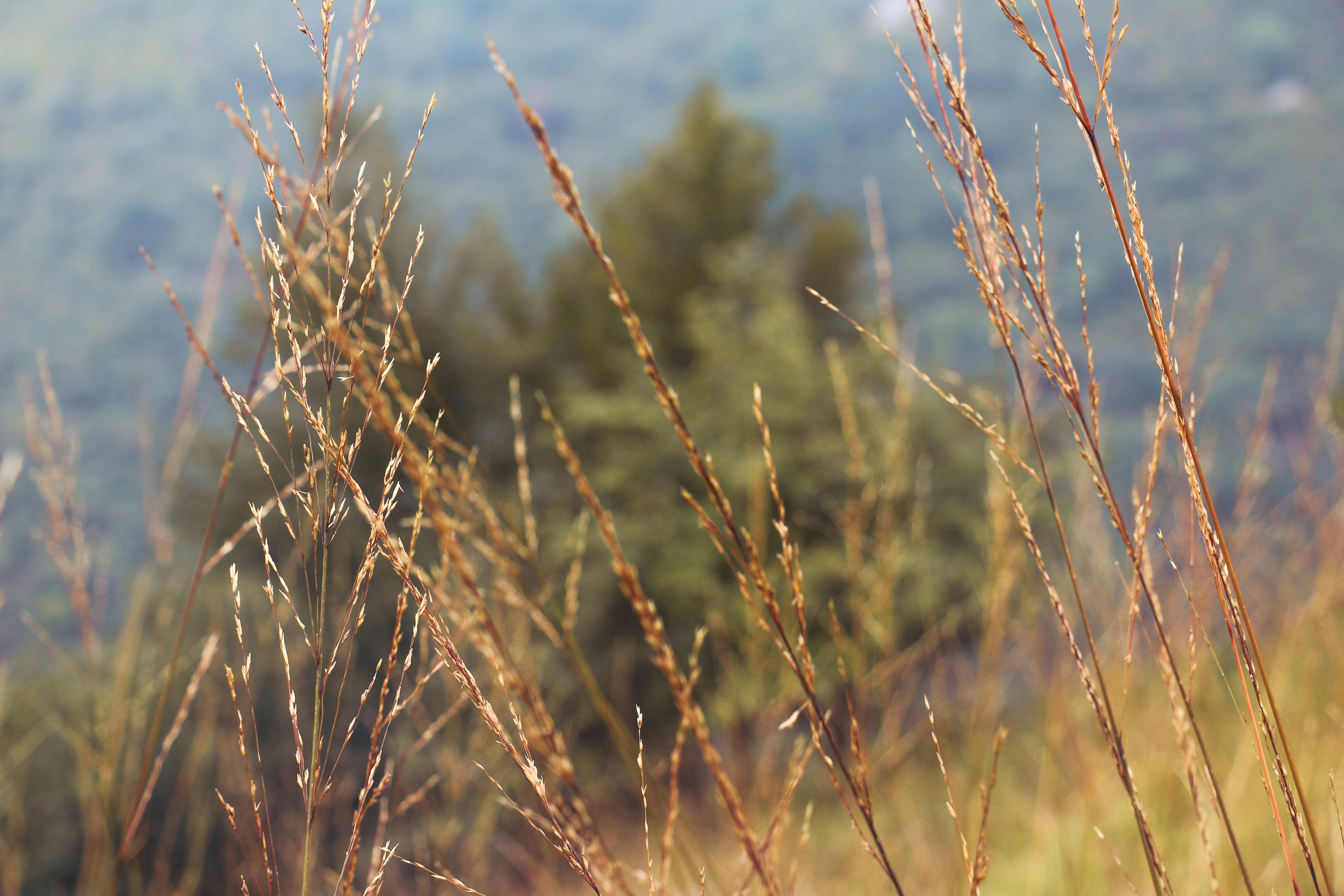 brown wheat field during daytime