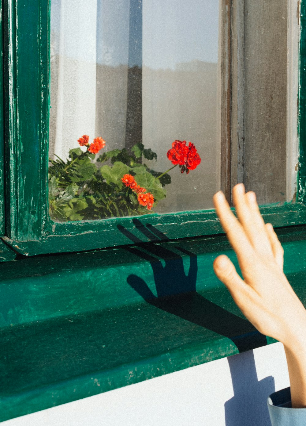 red flowers on green wooden window