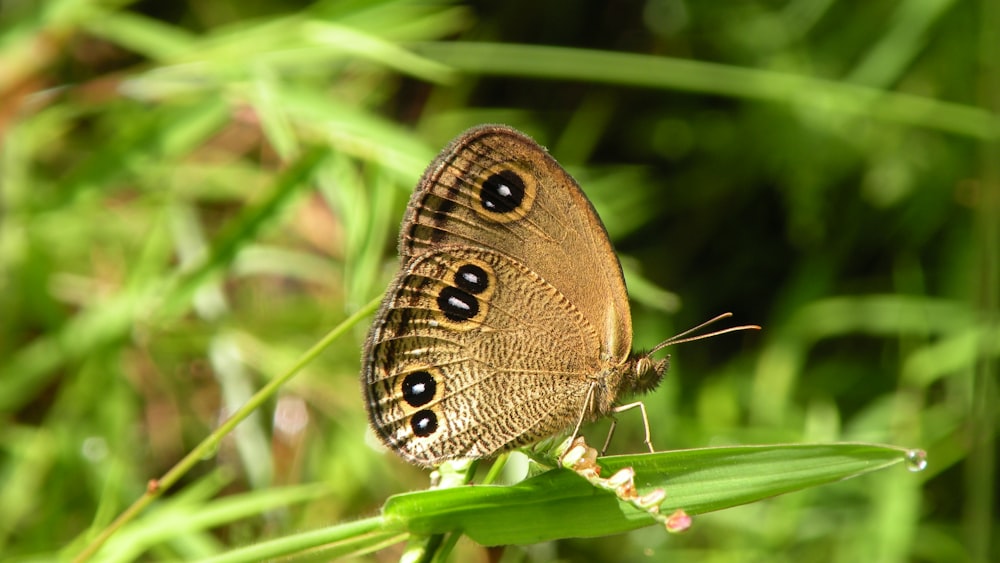 Mariposa marrón y negra en la hierba verde durante el día