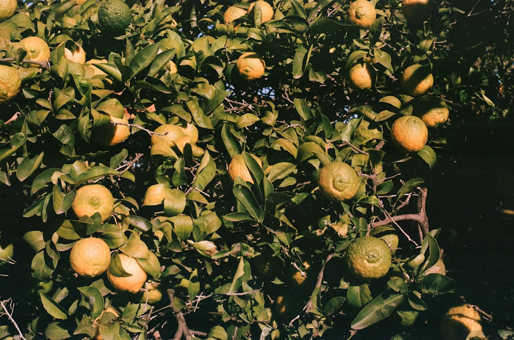 yellow round fruits on green leaves