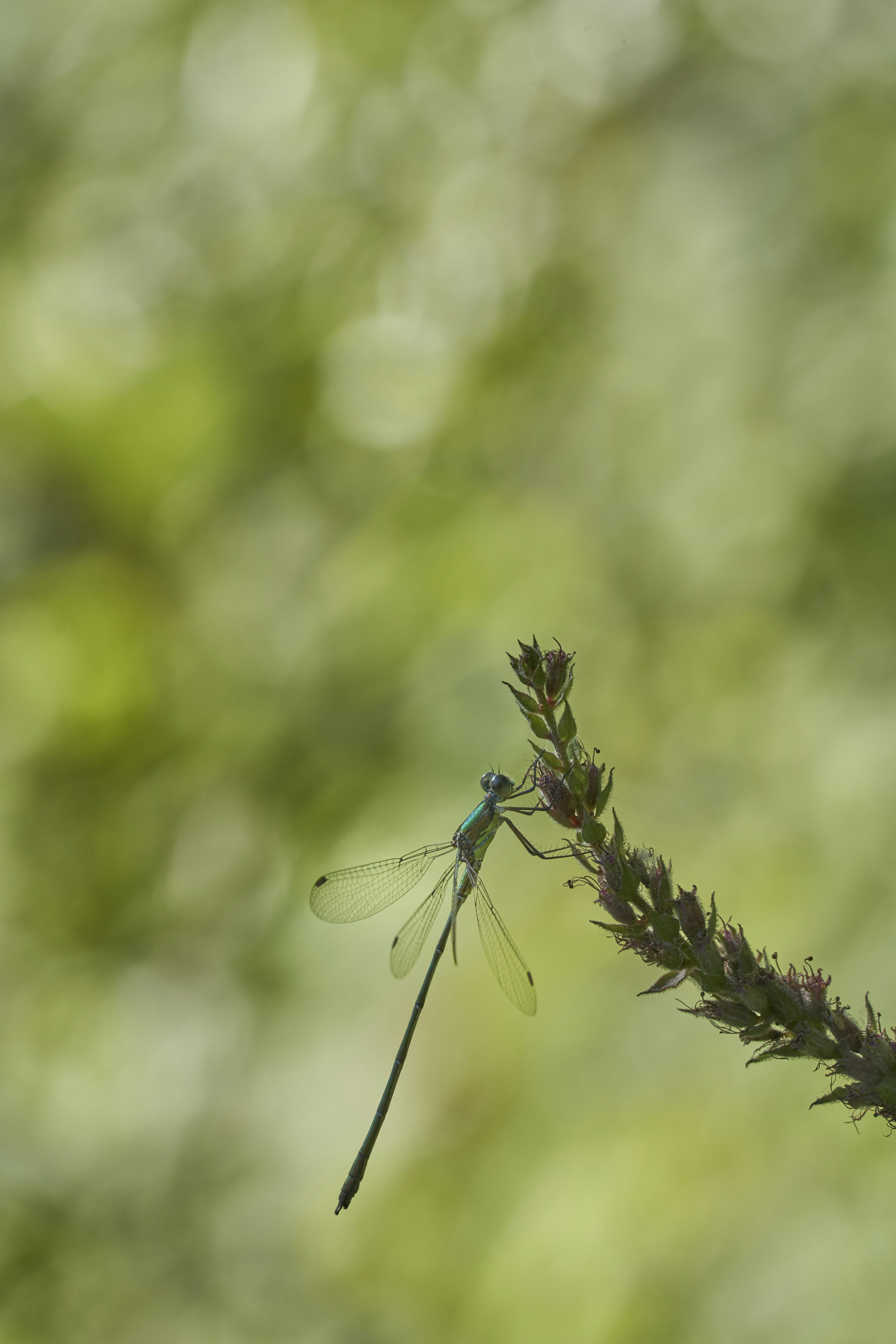 Photo by wolfgang_hasselmann