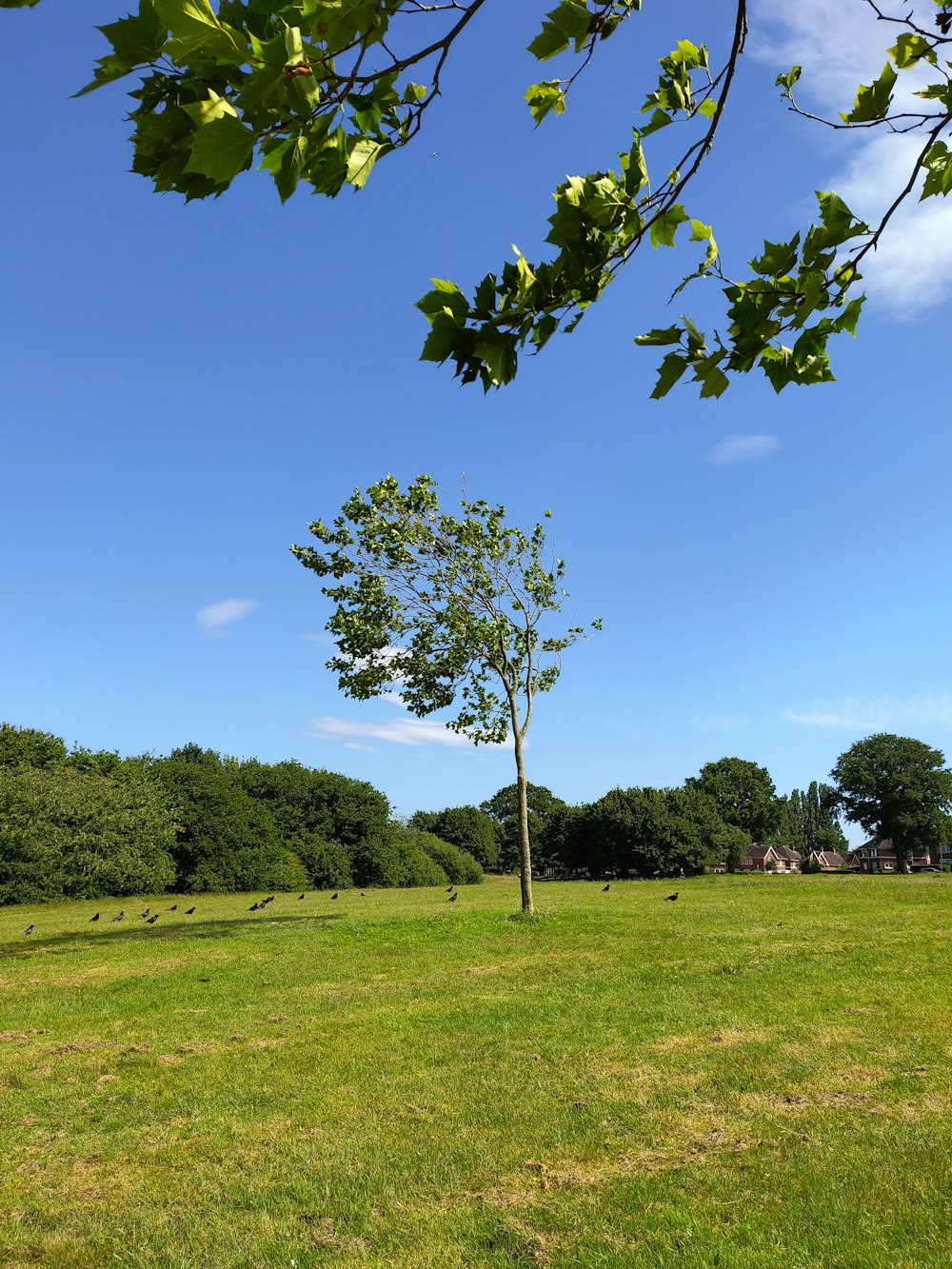 green grass field with trees under blue sky during daytime