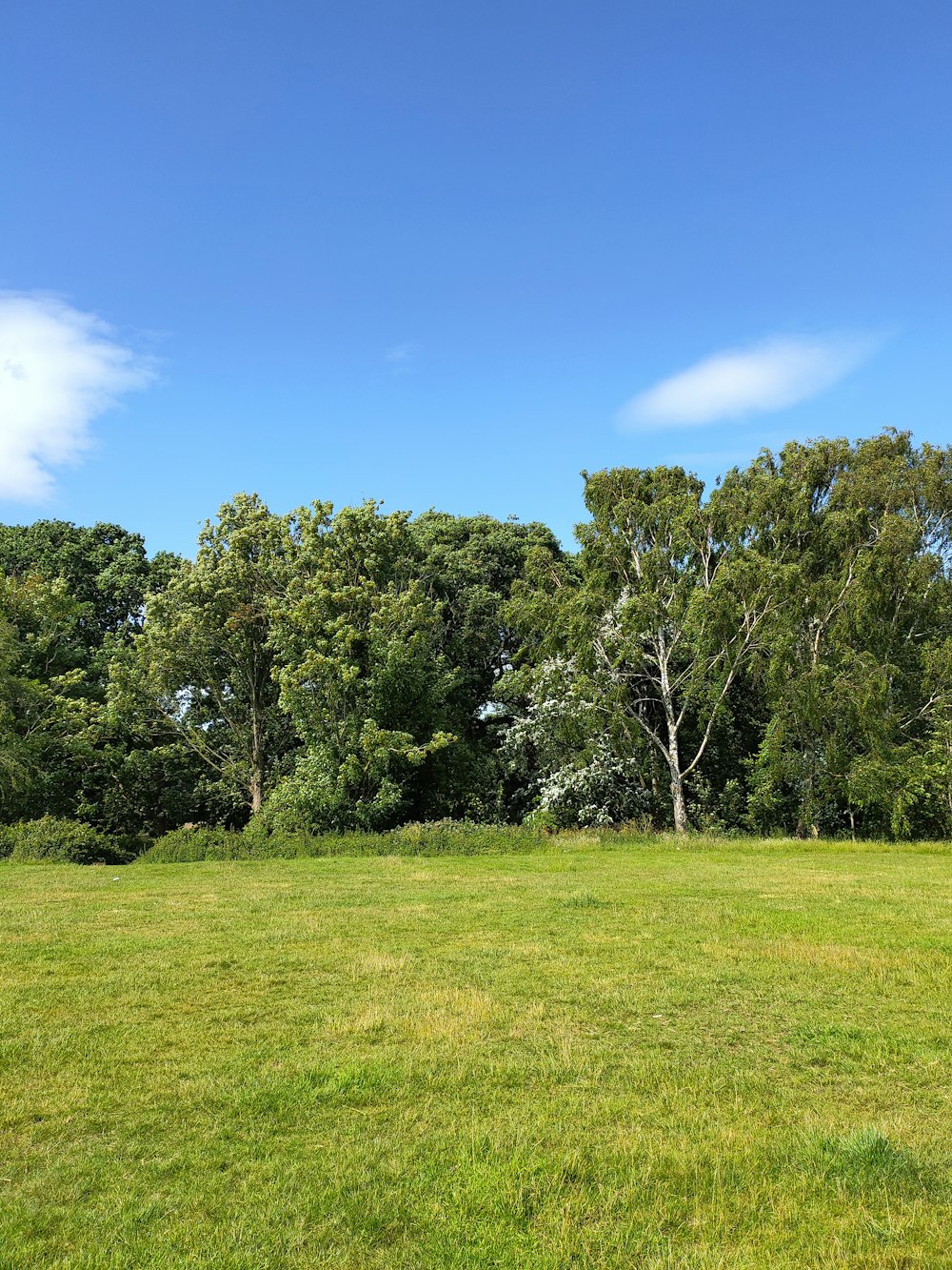 campo di erba verde con alberi verdi sotto cielo blu durante il giorno