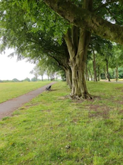 A vibrant urban park showcasing a row of majestic trees with benches beneath.