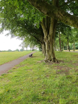 A vibrant urban park showcasing a row of majestic trees with benches beneath.