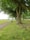 A peaceful park setting featuring a row of large trees with expansive green canopies along a paved path. The lush grass covers the ground, and a solitary bench is positioned near the path, providing a tranquil place to rest.