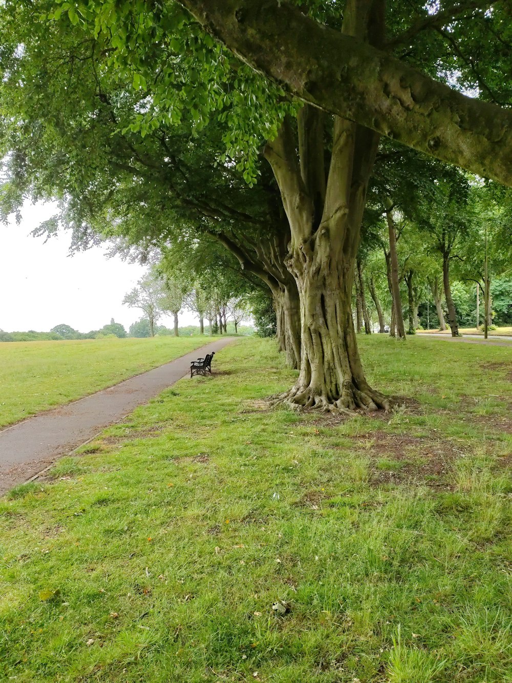 green tree on green grass field during daytime