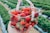 strawberries in white plastic basket