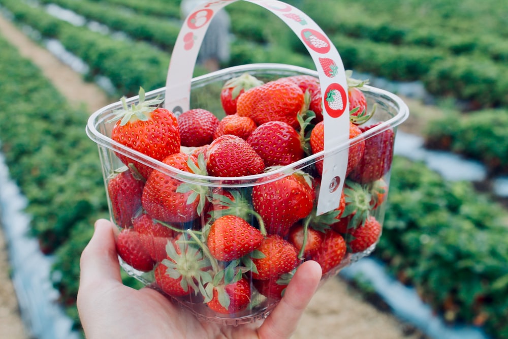 strawberries in white plastic basket