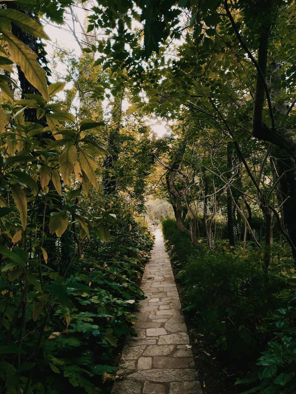 pathway between green grass and trees