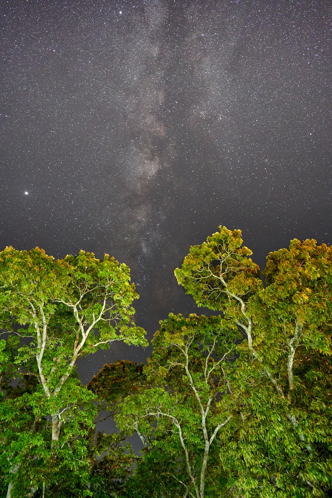 green trees under starry night