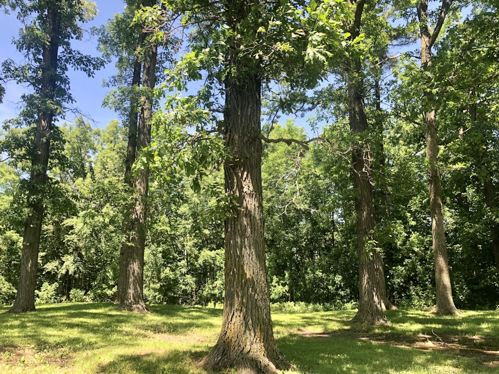 green grass field with trees during daytime