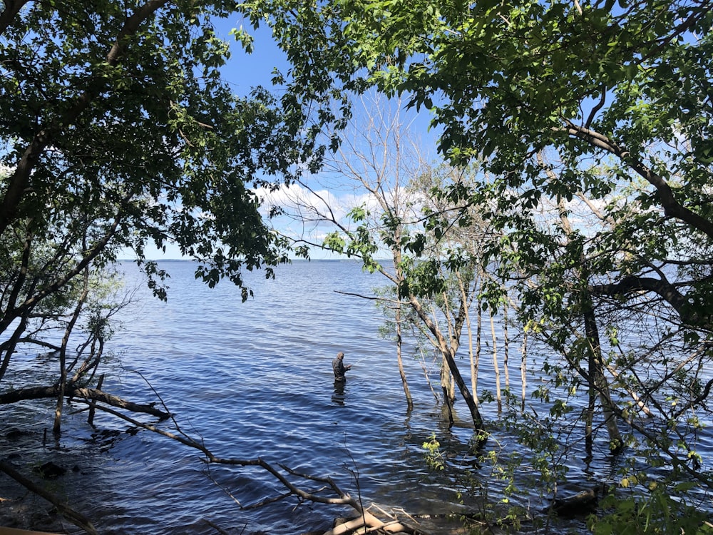 green trees beside body of water during daytime