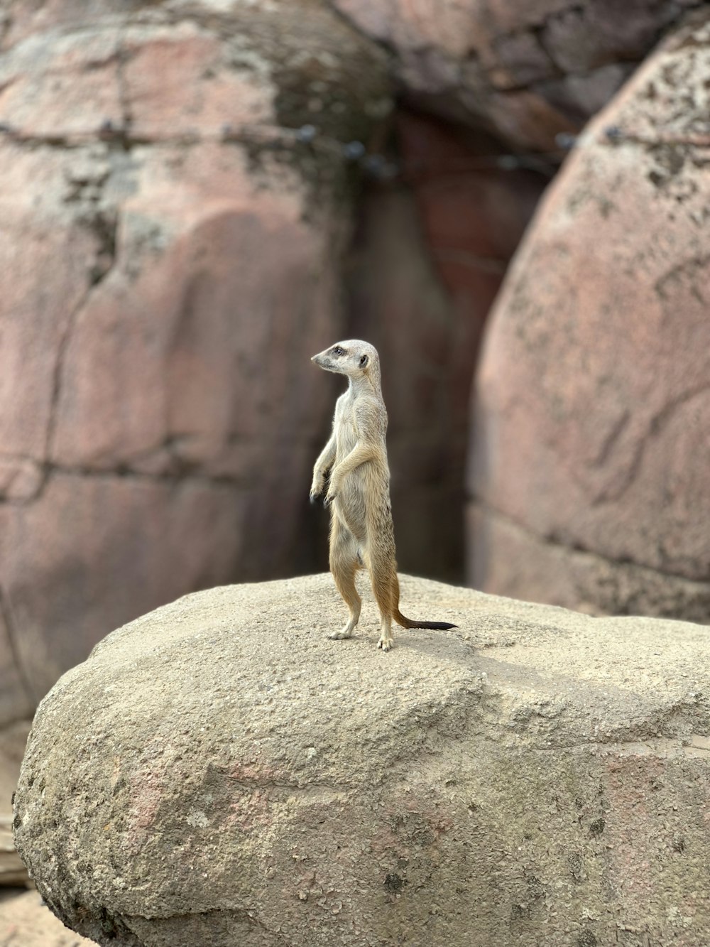 brown and white animal on brown rock