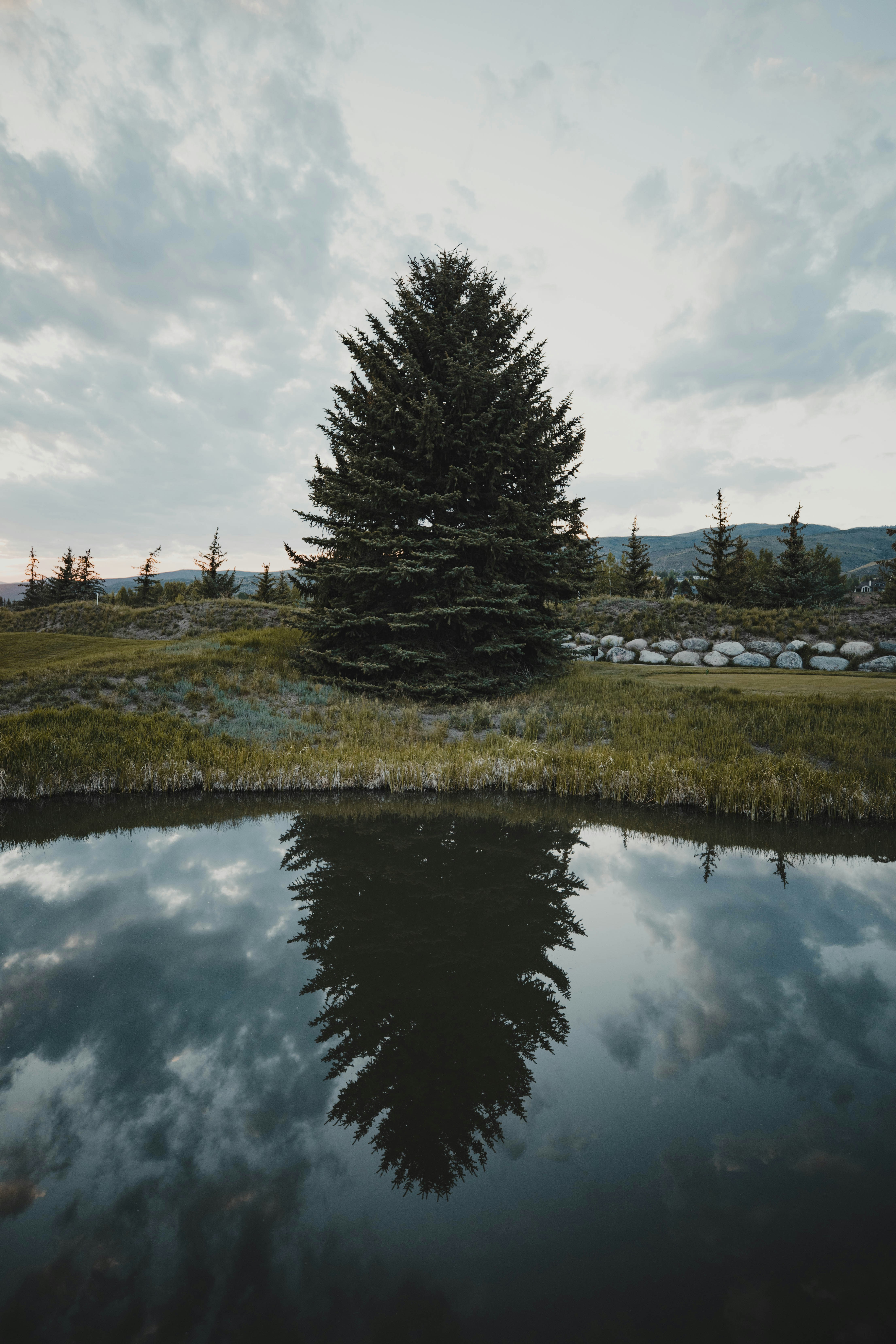 green trees beside river under cloudy sky during daytime