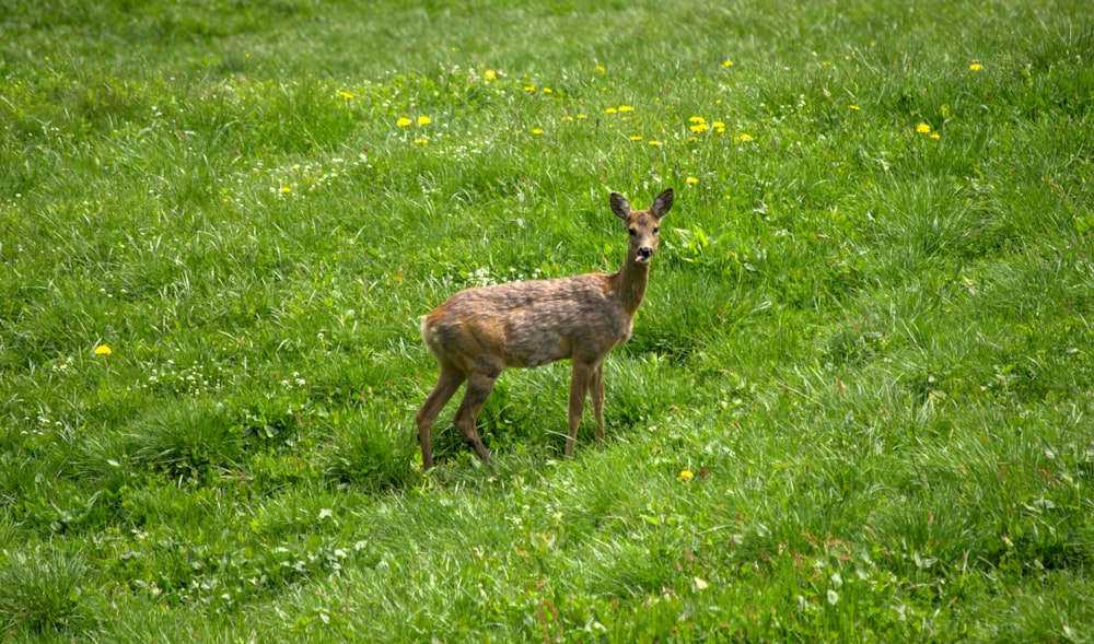 brown deer on green grass field during daytime