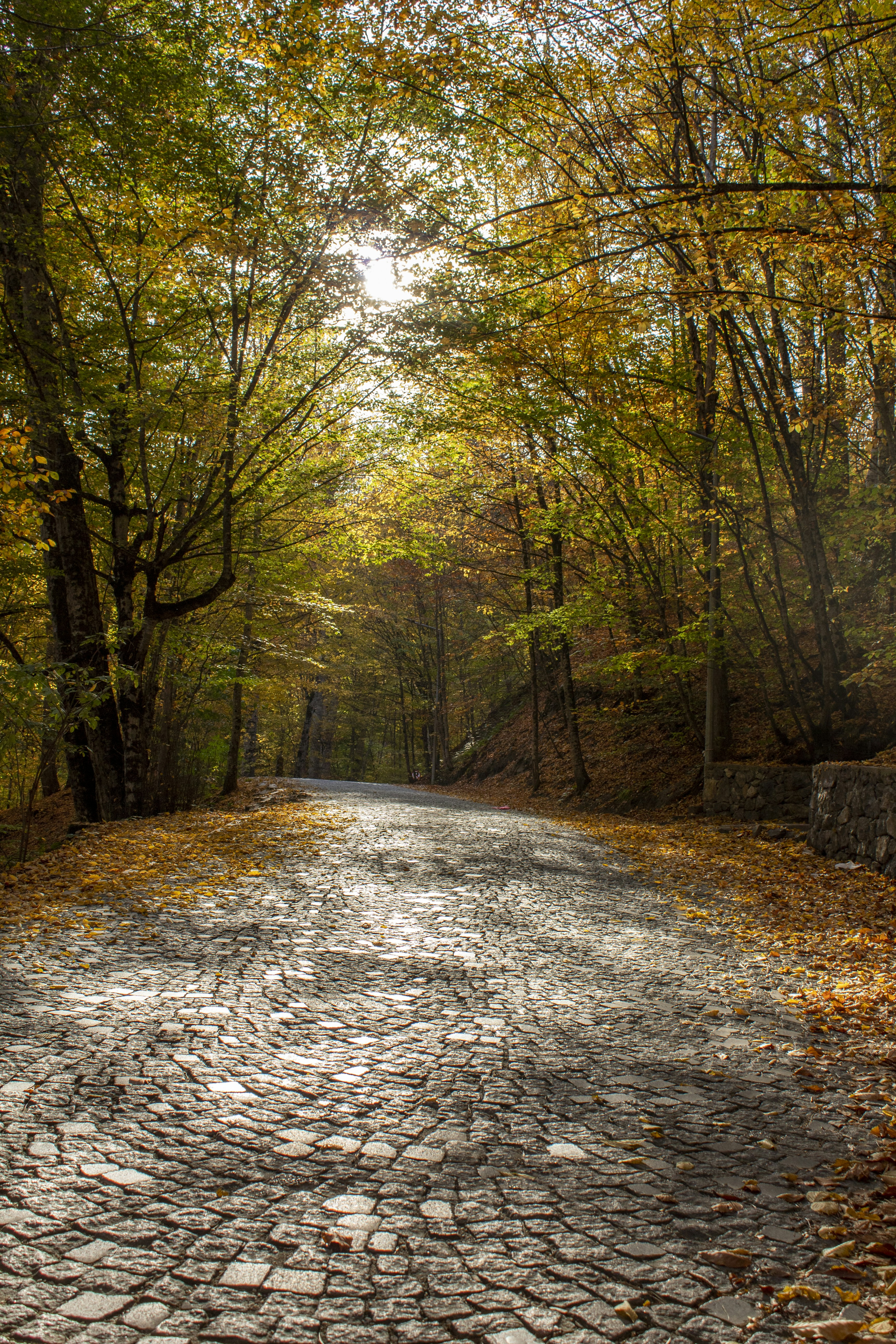 road in between trees during daytime