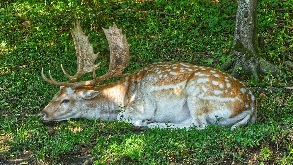 Cerf tacheté brun et blanc couché sur l’herbe verte pendant la journée
