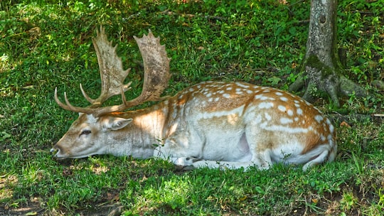 brown and white spotted deer lying on green grass during daytime in Parc Oméga Canada