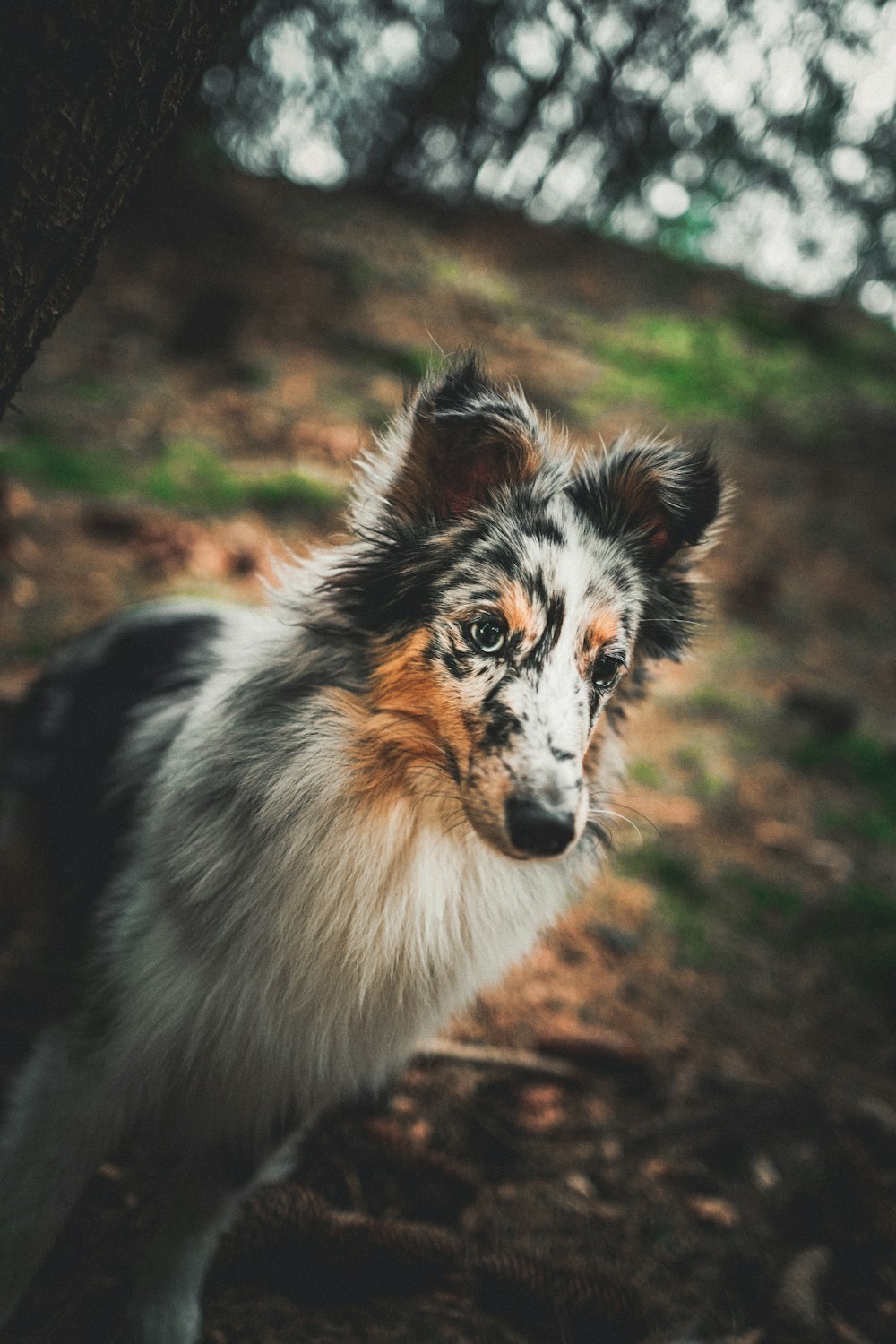 cão branco preto e marrom de pelagem longa