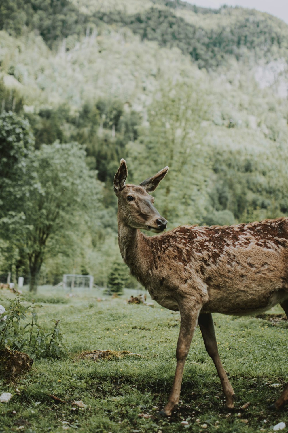 brown deer on green grass field during daytime