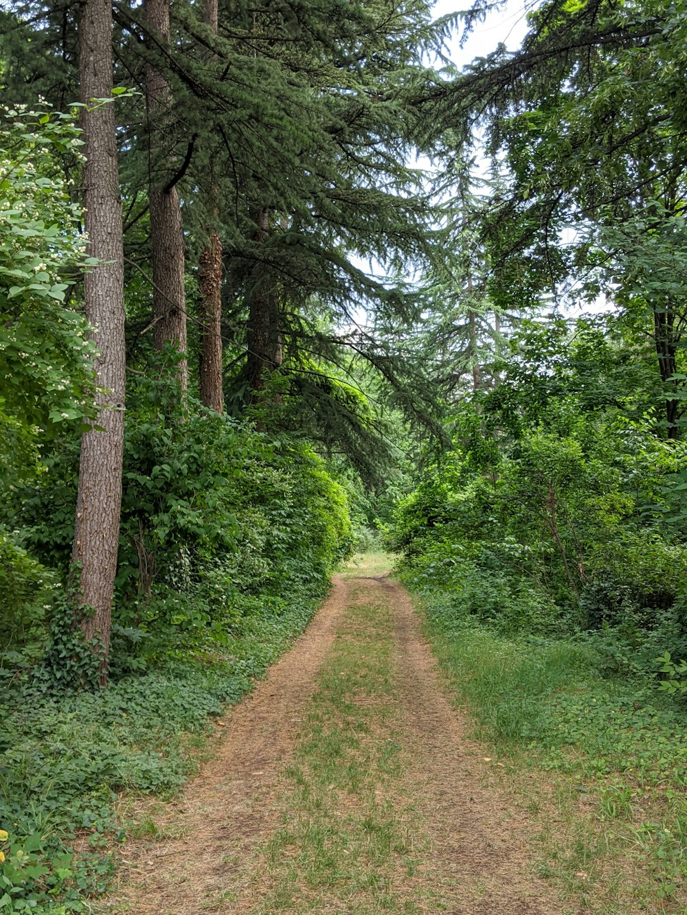 pathway between green trees during daytime