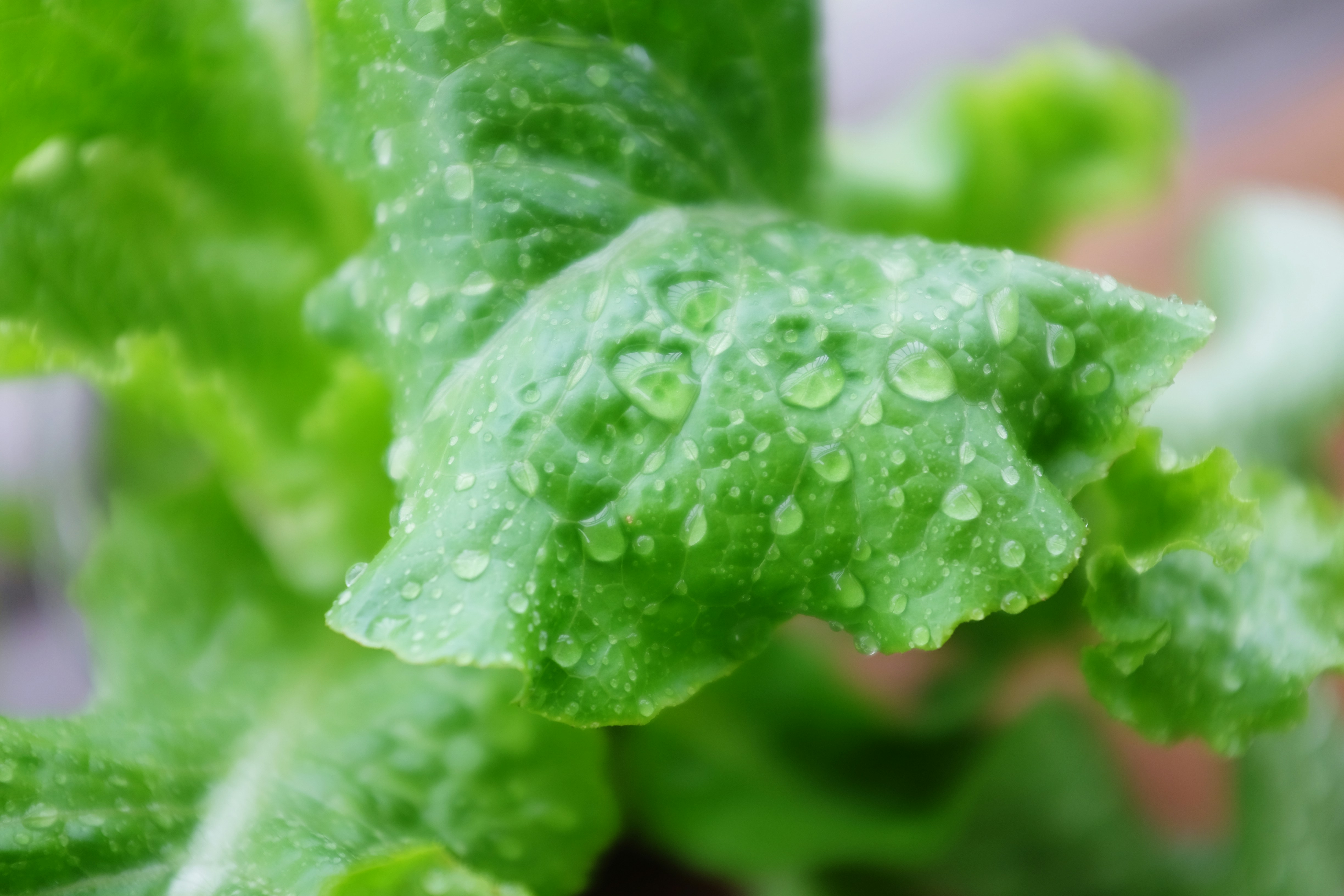 Fresh green lettuce heads in neat rows on a farm, bright green leaves with water droplets